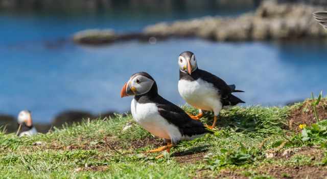 Nearby Lunga Island and the puffins