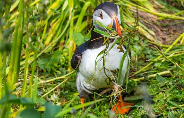 Puffin's beak full of nest material 