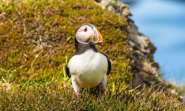 Puffin sitting on a cliff on heather plants