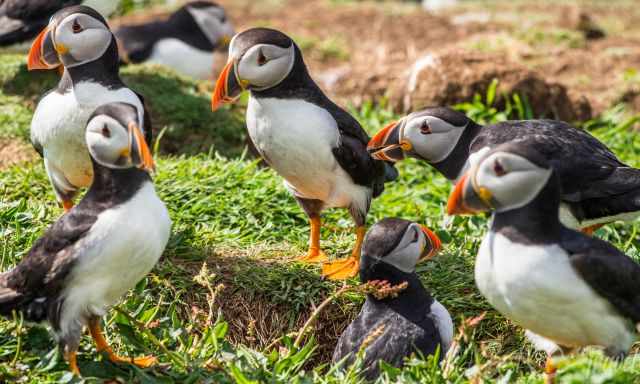 Several puffins building nest, sitting in front of the burrow