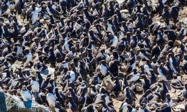 A huge colony of Guillemots