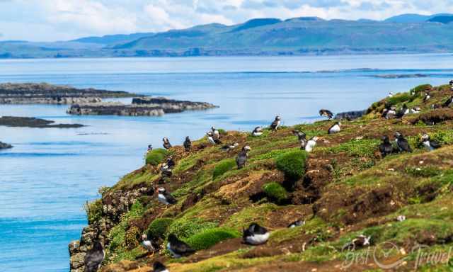 Picture without zoom with many puffins and burrows