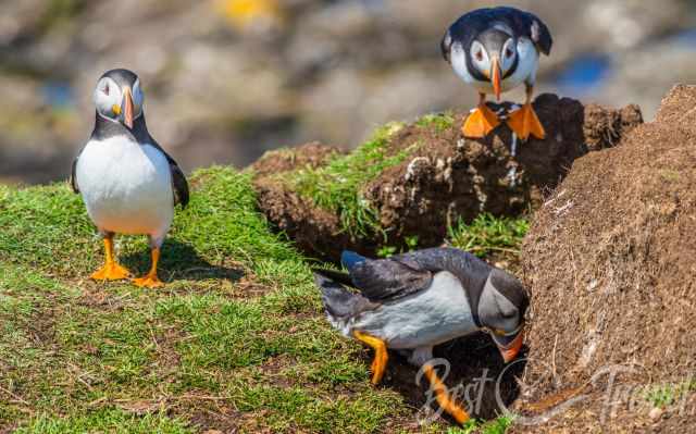 Three puffins, two watching and one walks into the burrow