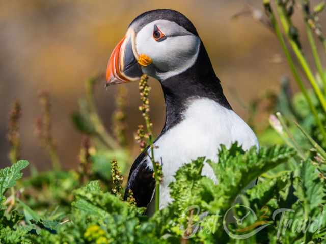 Atlantic puffin standing among green vegetation on Lunga Island.