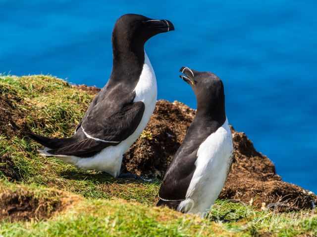 Two razorbills standing on a grassy cliff above the ocean, one with its beak open.