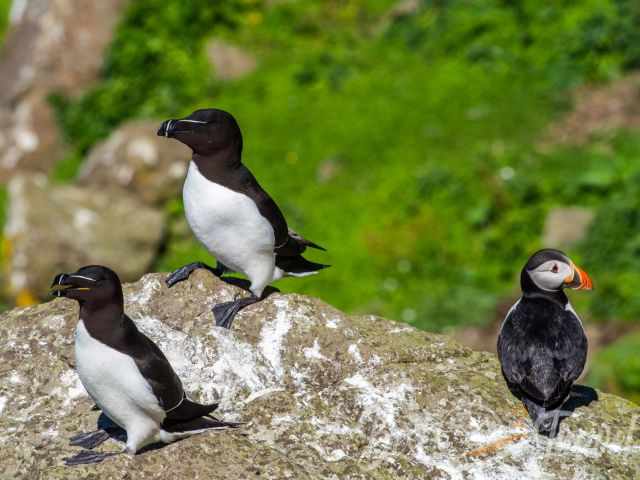 Two razorbills and one Atlantic puffin standing on rocky terrain with green vegetation in the background.