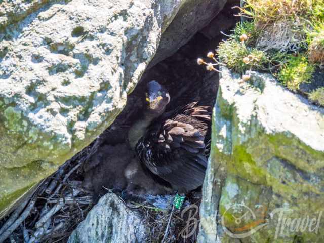 European shag nesting among large rocks, sitting over its chicks in a twig nest.