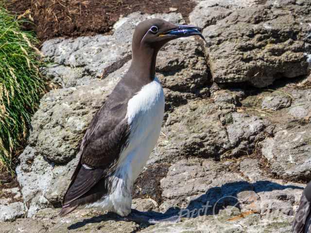 Guillemot standing on rocky terrain with a fish in its beak.