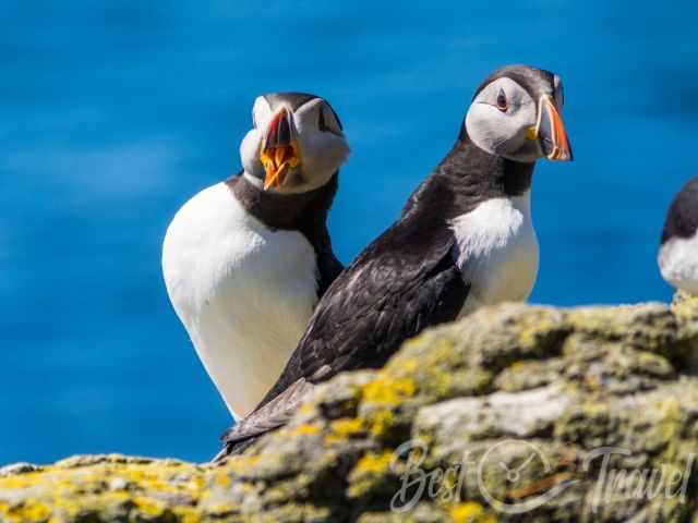 Two Atlantic puffins standing on a yellow‑lichen rock above the blue ocean, one with its beak open.