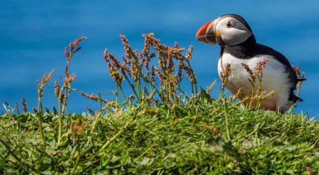 Lonely puffin and the sea in back