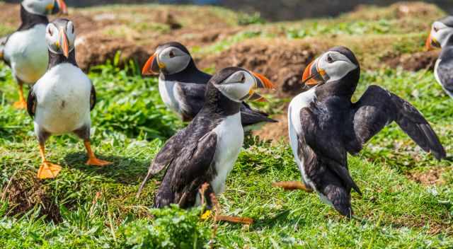 Puffins on Lunga on grass at their burrows