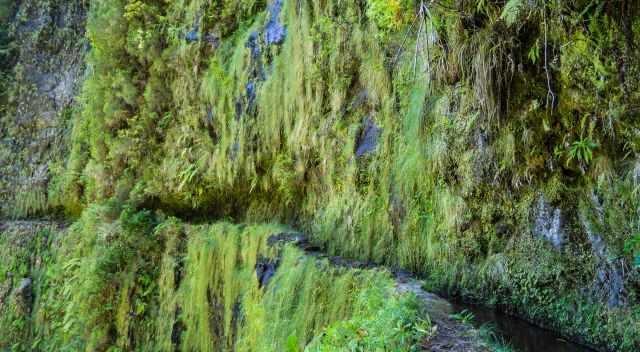 Wall full of moss, plants, and dripping water