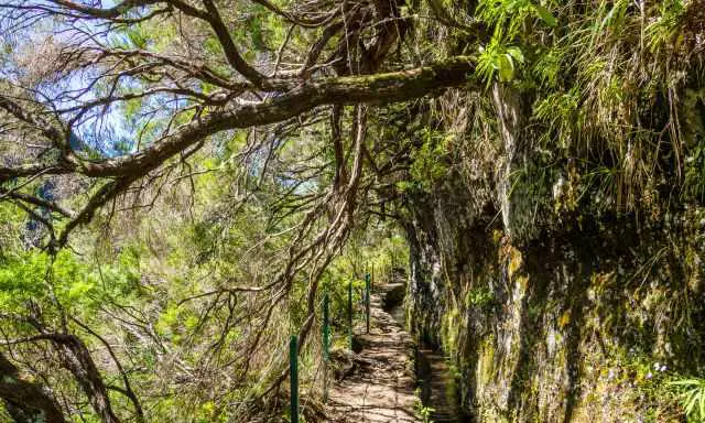 The sun is shining through the trees in the afternoon along the Caldeirao Verde trail