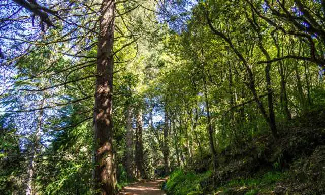 Old forest and wide walking path in the beginning