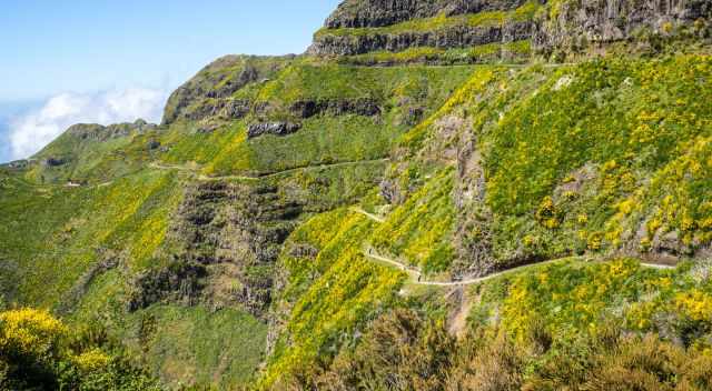 Yellow gorse in the Paul da Serra 