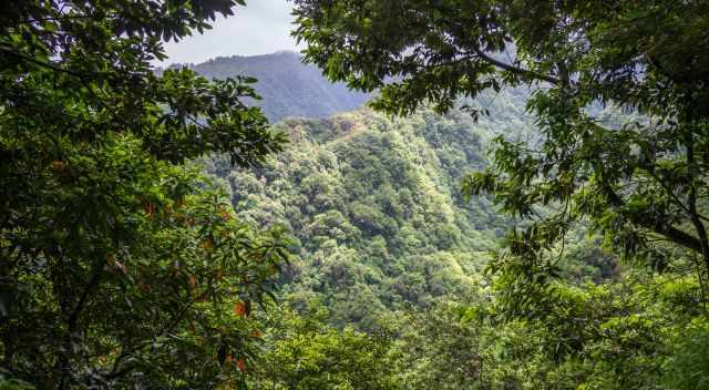 Lush laurel forest along the trail