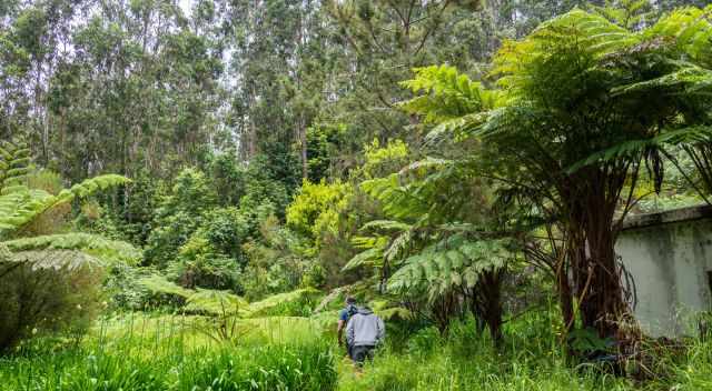 Huge fern trees at the beginning of the trail