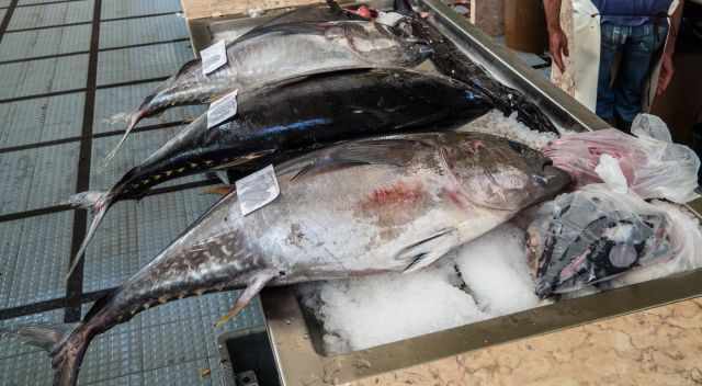 Three big tuna in the fish market in Funchal