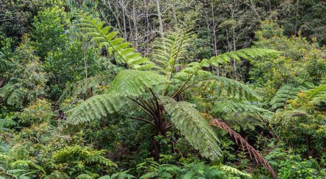 A huge fern tree on higher elevation in Madeira