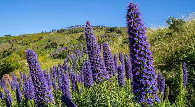 A field of blue flowers the Pride of Madeira