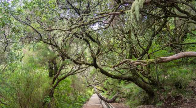 Thick bush and forest along Levada 25 Fontes