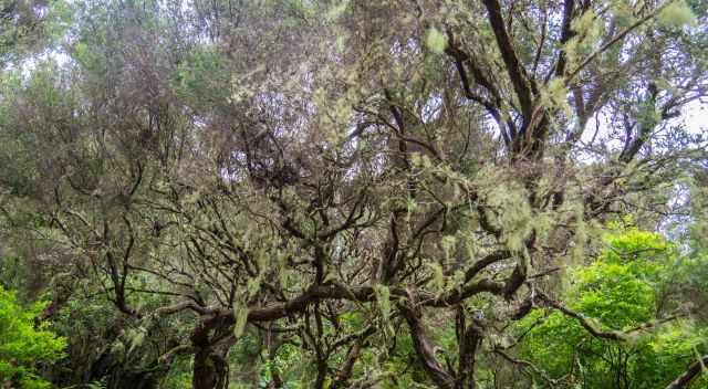 Trees full of lichens along the levada path