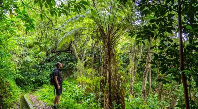 Huge Fern Trees along the Levada