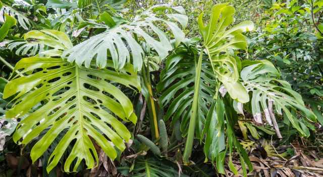 Pineapple-Banana fruit - Philodendron Plant