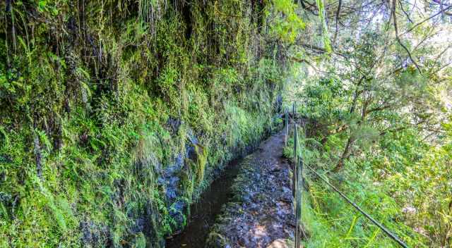 Walking on the wall and water dripping from the moss at the Levada do Caldeirao Verde