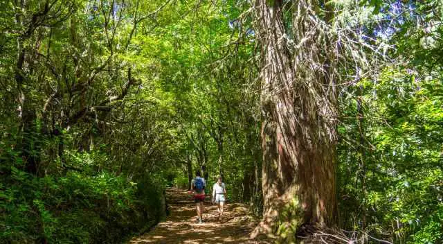 An old cypress tree at the beginning of the Caldeirao Verde hike in the Queimadas Forest Park