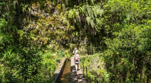 Passing a bridge with a water to the left and fern trees in front at Caldeirao Verde 