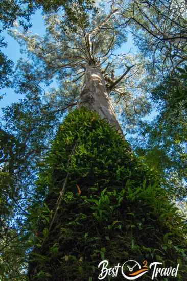 A huge eucalyptus tree with moss on the trunk