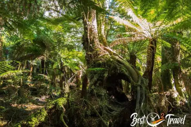 The lush rainforest with fern trees and overgrwon trunks on the floor