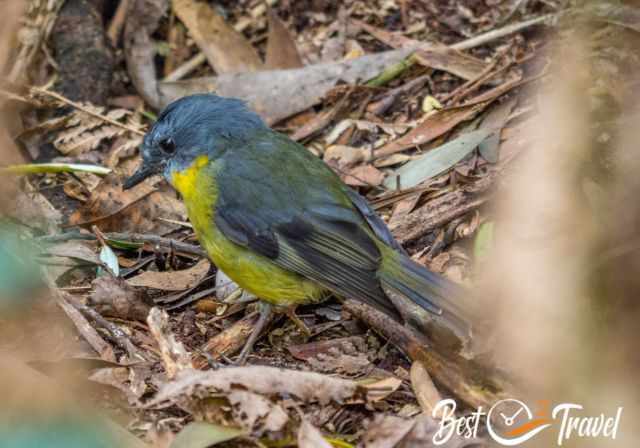 A bird on the forest floor.