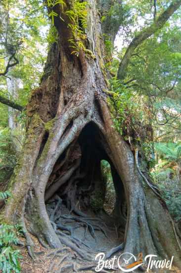 A tree with a huge hole in the trunk