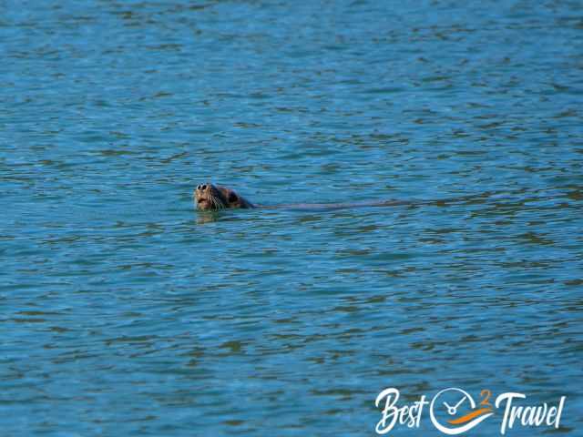 A sea lion in the waters around Malcolm Island.