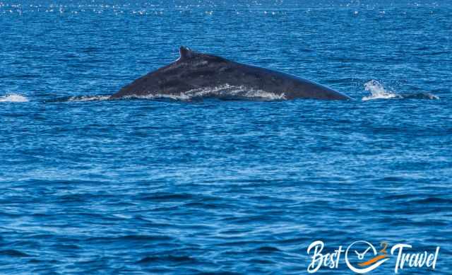 A humpback and her young one gliding along the coast.