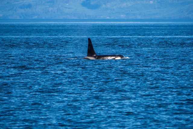 A big orca in the distance