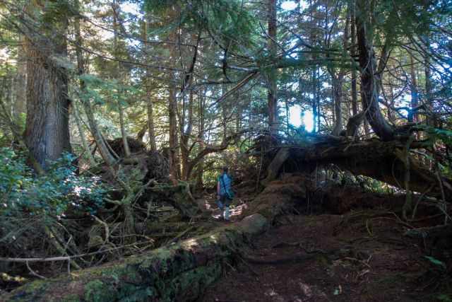 A man in the forest of Bere Point close to the rubbing beach