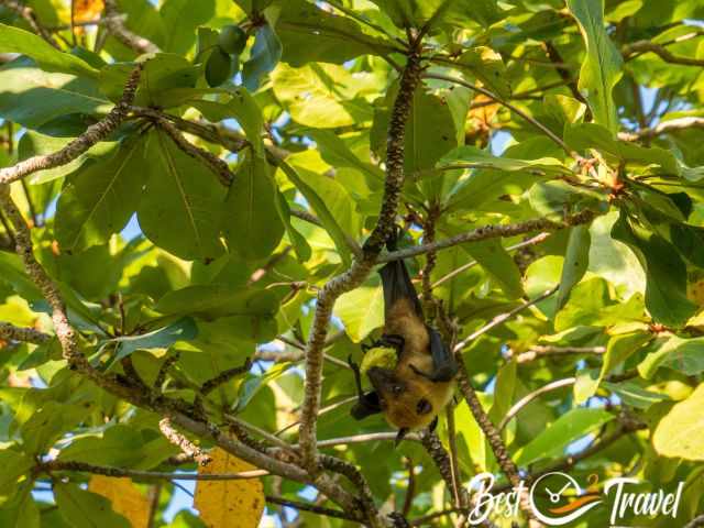 A flying fox hanging in the tree and eating a fruit.