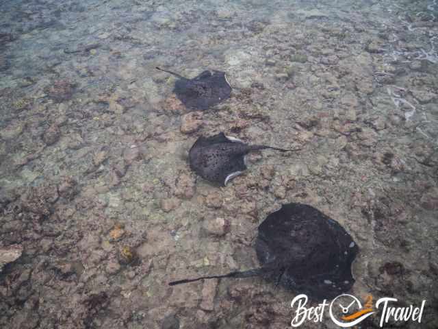 Several eagle rays close to the shore.