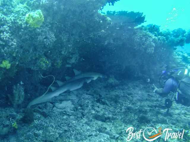 A diver in front of a cave in a depth of 10 meters.