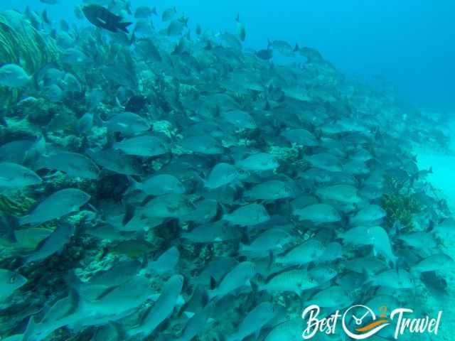 A huge school of fish during a dive tour.