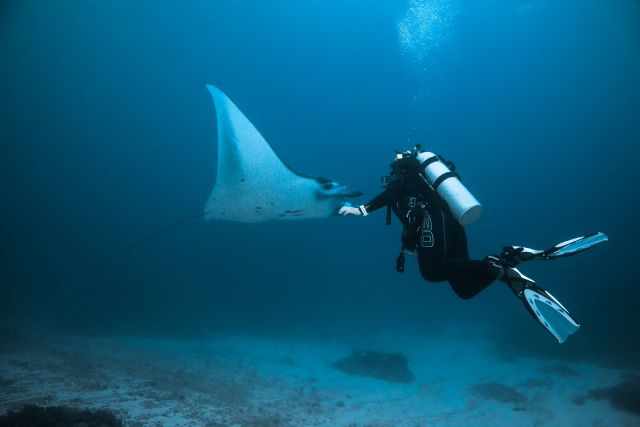 A diver close to a manta ray