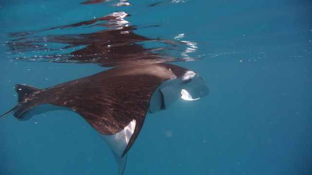 Manta Ray close to the surface feeding on plankton.