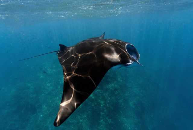 Manta Ray at Hanifaru Bay