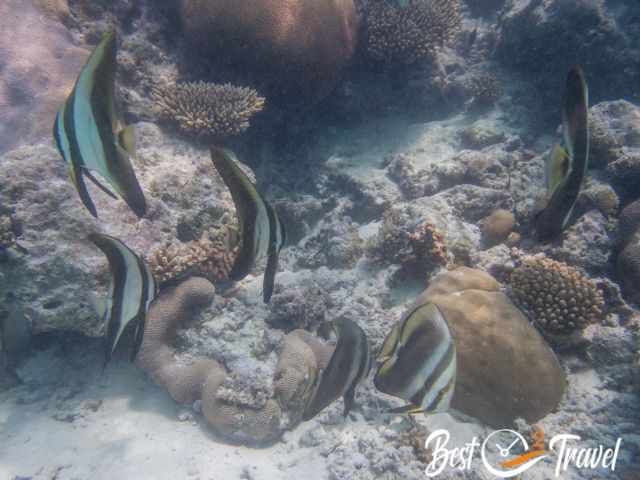 Plenty of fish at colourful corals.