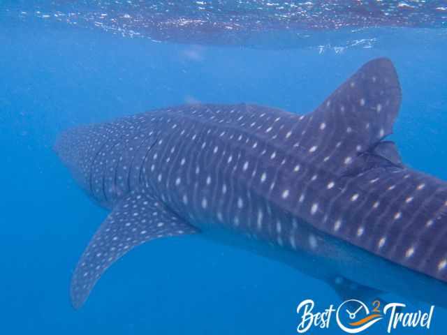 A juvenile whale shark injured at the fin.