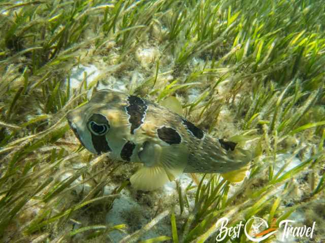 Black-blotched porcupinefish in the crystal clear water.