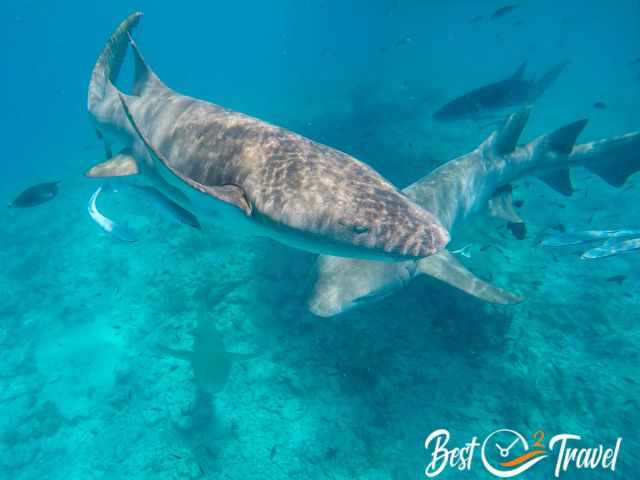 Nurse Sharks at the surface